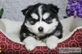 Pansie Female Pomsky