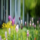 Gardening and Lawn Mowing Services in Perth Wa