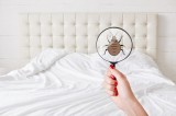 Finding The Best Bed Bug Removal Companies