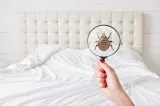 Finding The Best Bed Bug Removal Companies