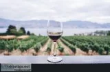 Get paid to drink wine