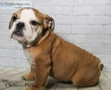 Polyann AKC Female English Bulldog