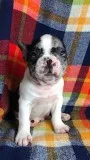 Howie Male Frenchton