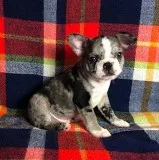 Oscar Male Frenchton