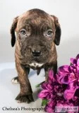 Hailey Female Presa Conari Boerboel Mix