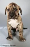 Jesse Male Presa Conari Boerboel Mix