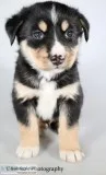 Kip Male Bernese Mountain Dog Husky Mix