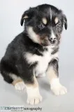 Delta Male Bernese Mountain Dog Husky Mix