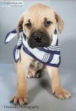 Theo Male Presa Conari Boerboel Mix