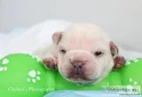 Ean Male AKC French Bulldog