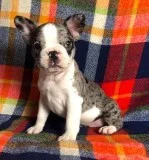 Otis Male Frenchton