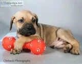 Tucker Male Presa Conari Boerboel Mix