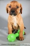 Benji Male Presa Conari Boerboel Mix
