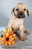 Prince Male Presa Conari Boerboel Mix