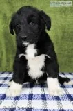 Peggy Female Huskypoo
