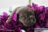 Debbie Female AKC French Bulldog
