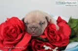 Fiona Female AKC French Bulldog