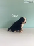 Bruce Male AKC Bernese Mountain Dog