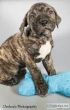 Bailey Male Presa Conari Boerboel Mix