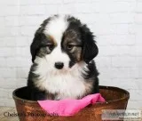 Ruby Female Mini Australian Shepherd