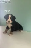 Knox Male AKC Bernese Mountain dog