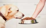 Buy 12 inch Bully sticks for your dog