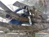 Tuck s trees