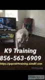 Controlling unruly dog ???? ?????????