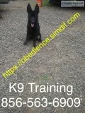 Handling all dog breeds and