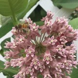 Perennial flowersseeds