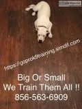 Canine control a more sociable dog