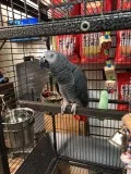 African grey