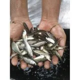 Fish Seeds in Delhi NCR -PVR AQUA