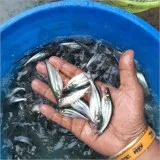 Fish Seeds in Delhi NCR -PVR AQUA
