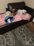 Problem dogs that need training