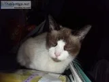Snowshoe siamese cat wanted