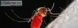 Mosquitoes In India How Mosquito Killer Spray Helps