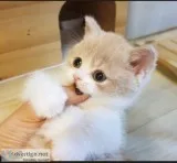 Munchkin cats for sale near me