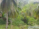 Samal island lot for sale - 2hectares only 19m at lantawan view 
