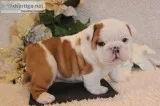 13 week english bulldog puppies