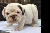 Cute and adorable english bulldog puppies