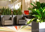 Best Interior Plants for Offices in your Areas