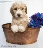 Teddy Male Golden English Labradoodle