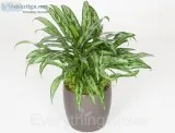 Best Indoor Office Plants by Everything Grows