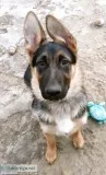 Meet Niko A Purebred AKC German Shepherd puppy