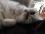 Dog Training Lessons  cat sitter