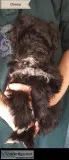 schnoodle puppy for sale