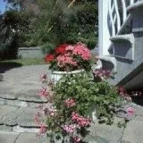 Upper duplex available for July