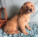 Scout Male Golden Retriever