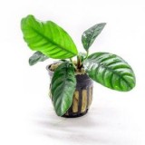 Aquarium Plants Online  Bunnycart.com
